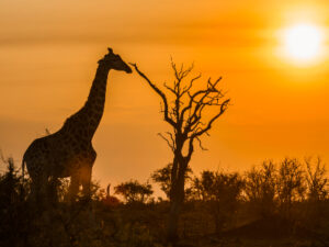 Single reis Zuid-Afrika Hoogtepunten - 15 dagen; Van Kaapstad naar Kruger