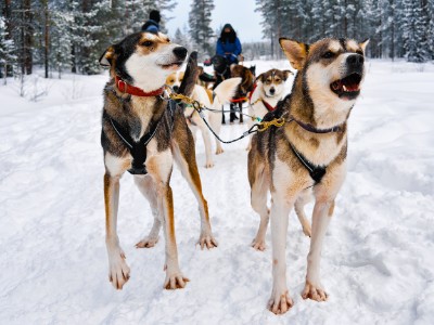 Single reis Finland: Lapland - 7 dagen; Winterparadijs in Lapland